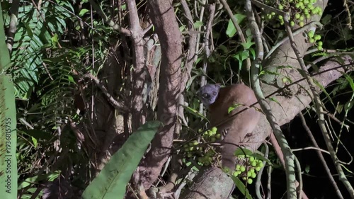 Masoala sportive lemur (Lepilemur scottorum) on a tree at night in Masoala National Park in Madagascar.
