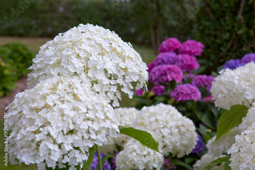 White Annabelle hydrangea flowers in a German garden.