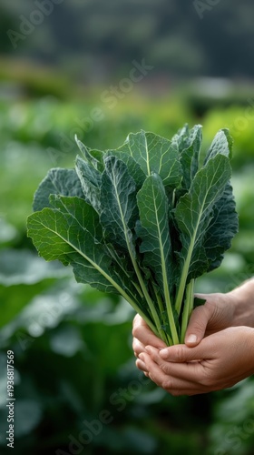 Wallpaper Mural Hands Holding a Bunch of Fresh Leafy Kale in a Blurred Garden Setting Torontodigital.ca