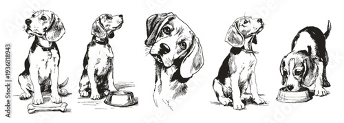Beagle dog vintage sketch set cute puppy. Curious pet with bone, bowl, and expressive head tilt poses. Illustrations for pet care graphics in crayon drawn style.