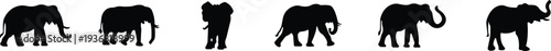 Elephant Animal Black Flat Style Vector Icon Set, Wildlife Mammal Symbol Collection and Nature Safari Outline Graphic Group Featuring Elephant, Pachyderm and Jumbo