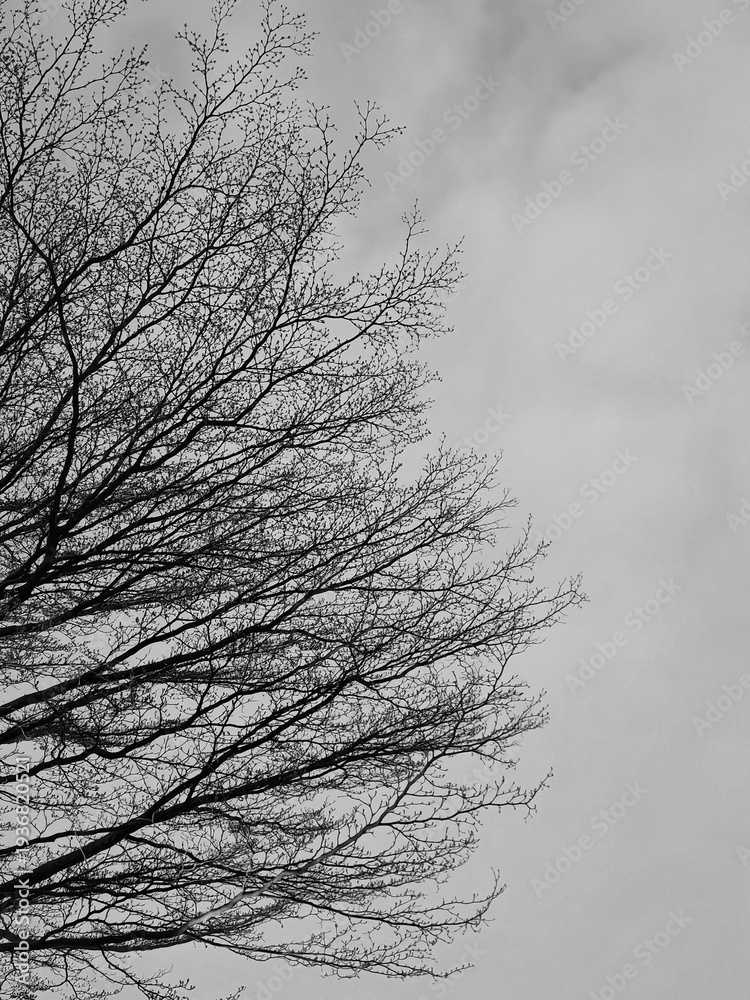 Obraz premium Black And White Tree Against Sky