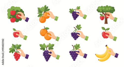 Collection of Hands Picking Fresh Fruits: Apples, Oranges, Grapes, Bananas - Vector Illustration