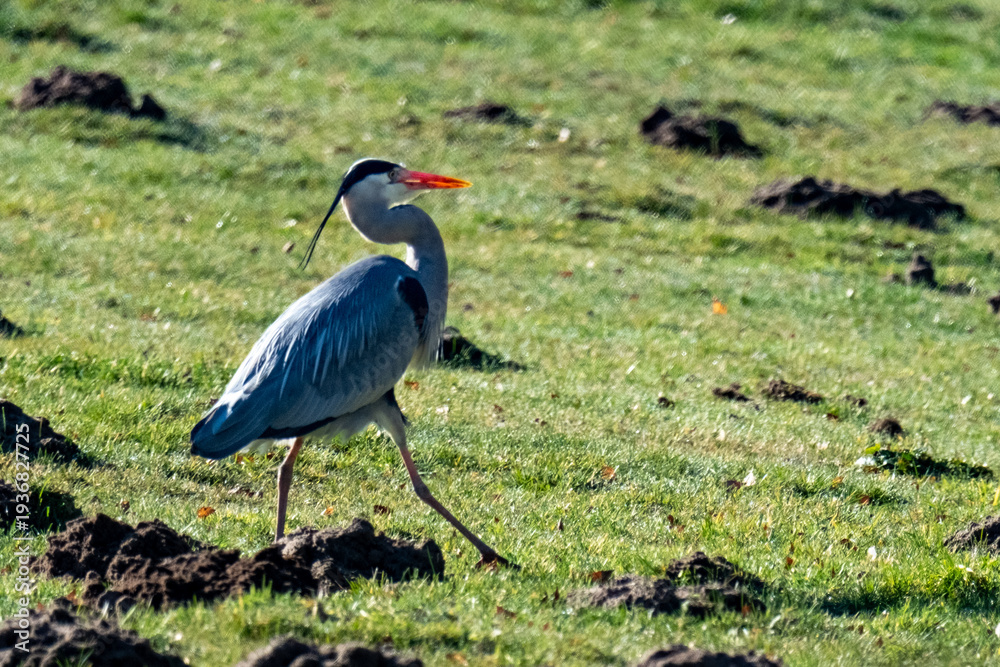 Fototapeta premium Grey heron walking on green grass with molehills