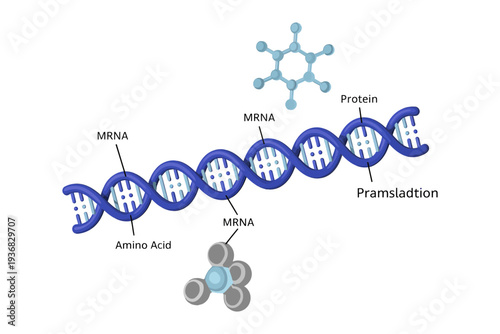 DNA molecule illustration with MRNA and protein structure