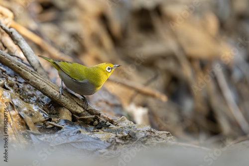 Photos This clip captures the joy and energy of a wild songbird maintaining its plumage in a pristine forest water source