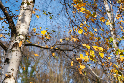 Birch trees in winter sunlight, backlit leaves glowing orange against a clear blue sky. Slender white trunks and delicate branches create a natural pattern, with the warm light highlighting the remain