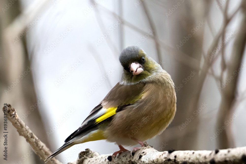 Obraz premium Oriental greenfinch (Chloris sinica) tilting its head on a branch with copy space.