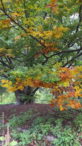 Wallpaper Mural Autumn beech tree in the park, vertical video. Torontodigital.ca
