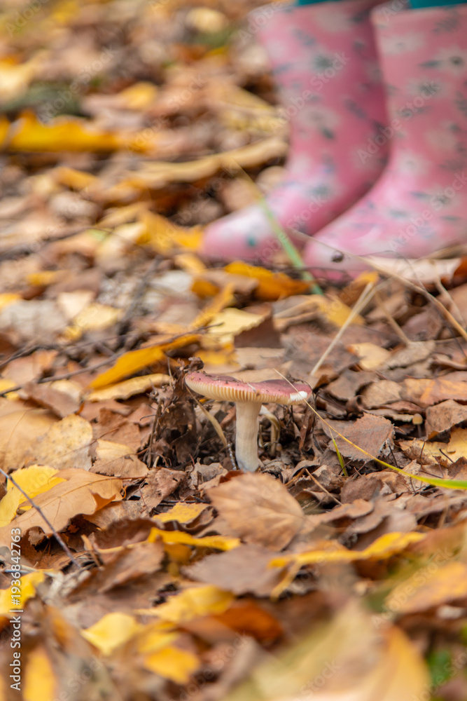 Fototapeta premium Bad mushrooms in the forest. Selective focus.