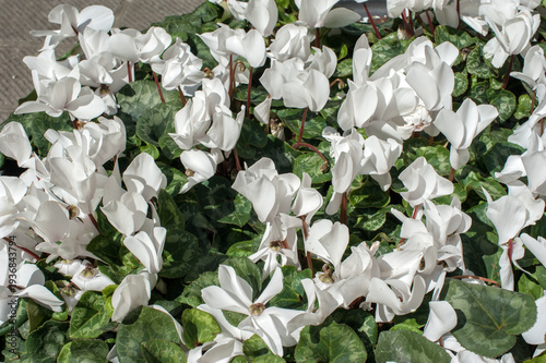Cyclamen white flowers close-up