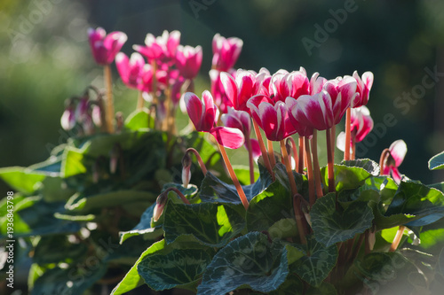 Cyclamen (alpine violet) crimson flowers close-up, bright backlight