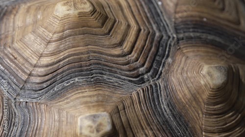 Cinematic 4K macro video focusing on the head and face of a large giant tortoise. The extreme close-up reveals detailed ancient skin textures, scales, and the slow, deliberate movements of this prehis