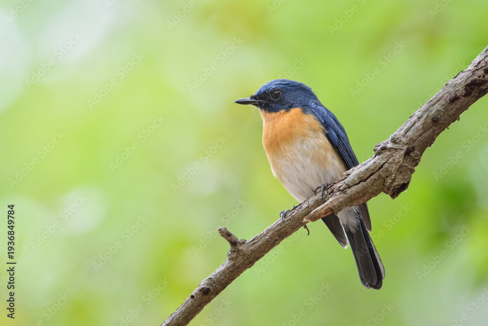 Obraz premium Tickell's Blue Flycatcher