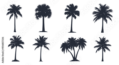 Set of black silhouettes shows different species of palm trees isolated on a white background for tropical and exotic design projects in summer.