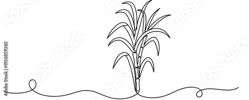 Sugarcane plant illustrated growing on continuous line scene. none editable strokes