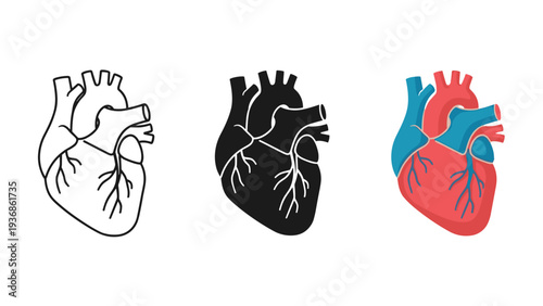 Human Heart Anatomy Symbol Commercial