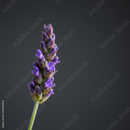 A singular, vibrant purple lavender flower spikelet captured in sharp macro detail, emphasizing its tiny tubular shape and natural, soothing aesthetic ,medicinal ,vibrant ,aromatherapy