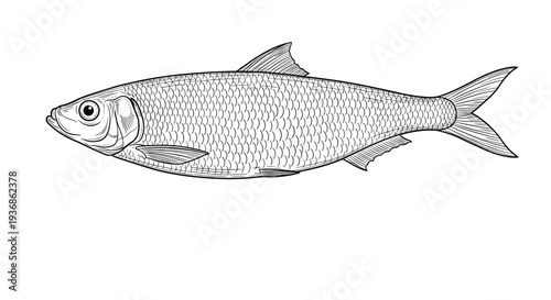 Detailed scientific illustration of a herring fish is shown in black and white with fine lines depicting scales and fins on a plain background.