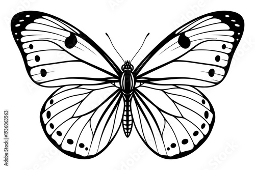 Detailed black and white illustration of a butterfly with intricate wing patterns and prominent spots, viewed from above.
