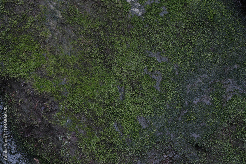 A rock covered in green moss
