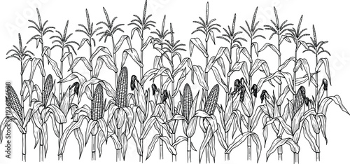 Corn Field Plants Illustration Agricultural Maize Crop Row Farming Harvest Vintage Engraving Style Farm Food Production Vector