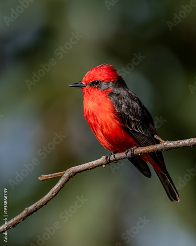 Male Vermilion Flycatcher (Pyrocephalus rubinus) Perched in Brazil