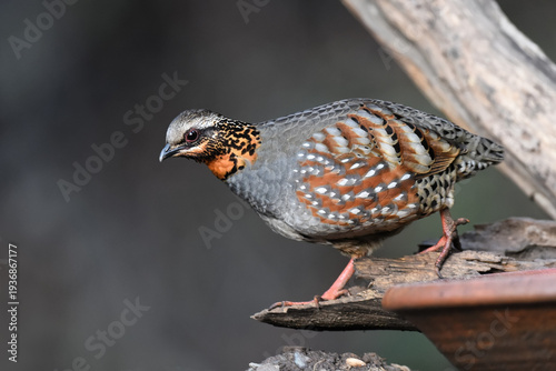 Rufous-throated partridge

