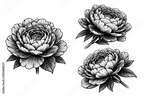 Floral botanical motif depicted as one object displayed in three views: frontal view, rotated angled view, and three-quarter view highlighting petal layering