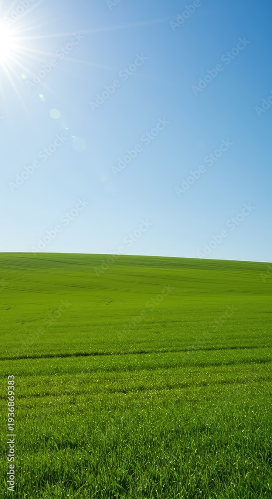 Obraz premium A vast, lush green hillside stretching towards the horizon under clear bright sunlight, symbolizing natural growth, expansive terrain, and peaceful environment ,slope ,outdoor ,bright