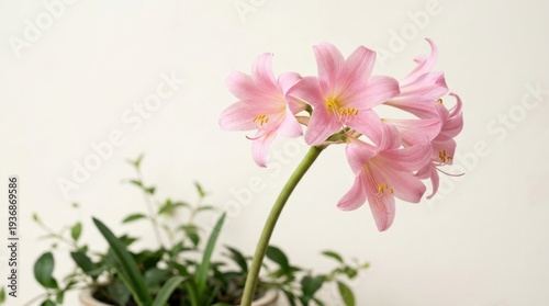 Pink Lily Flowers in Bloom