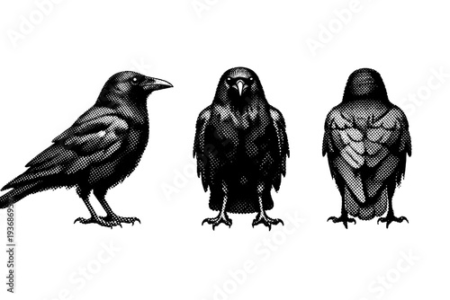 American crow standing anatomy, a single American crow shown in three views including side view, front view, and rear view with realistic body proportions and