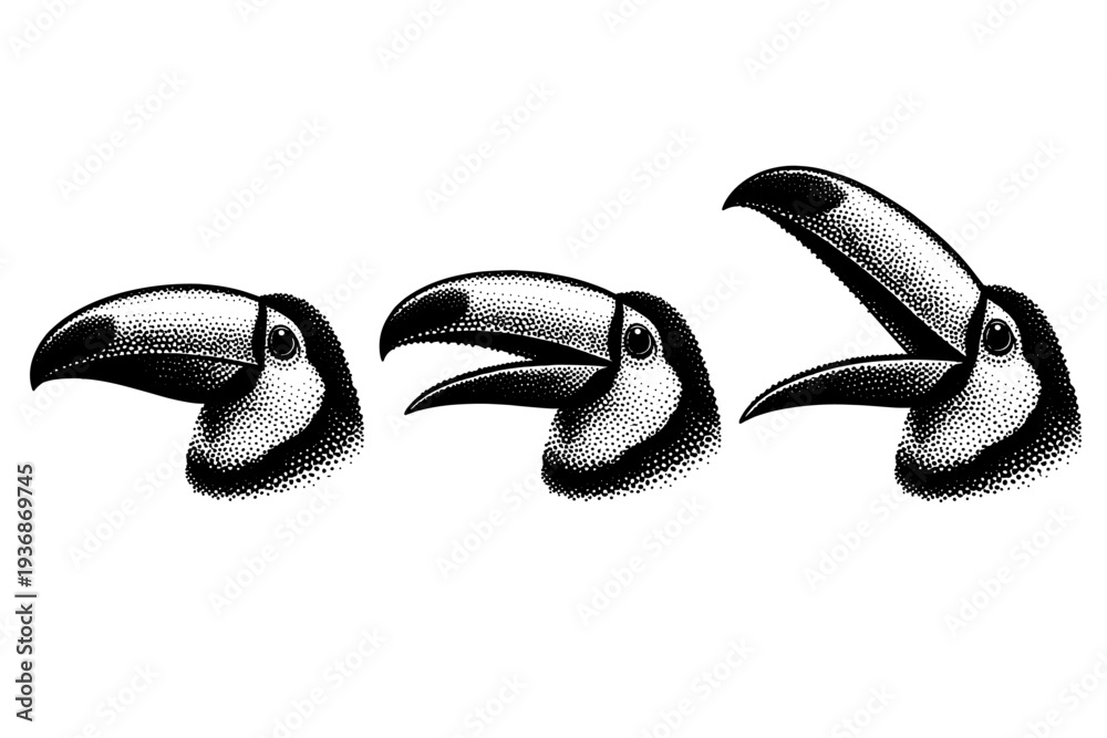 Fototapeta premium Toucan beak with large lightweight structure shown closed, partially open, and fully open positions with accurate curvature and scale. Black and white dot
