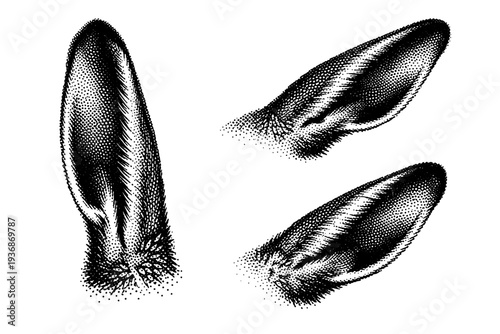 European hare ear anatomy, one European hare ear presented in three views including upright view, side profile, and angled perspective with realistic length