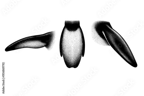 Emperor penguin flipper A realistic emperor penguin flipper shown in three views: extended side view, front view, and angled perspective, focusing on tapered