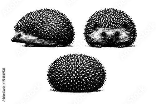 European hedgehog torso A rounded European hedgehog torso with dense spine coverage and compact body mass, shown in three views focusing on volume