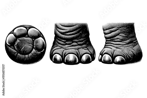 African elephant foot. A realistic African elephant foot depicted as the same object in three different views showing pad structure, nail placement, and