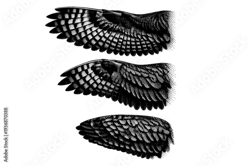 Great horned owl wing with layered flight feathers shown fully extended, partially folded, and fully folded positions with accurate feather structure. Black