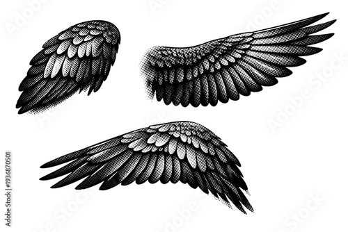 Scarlet macaw wing anatomy, one scarlet macaw wing shown in three views including folded wing view, extended wing view, and angled perspective with realistic