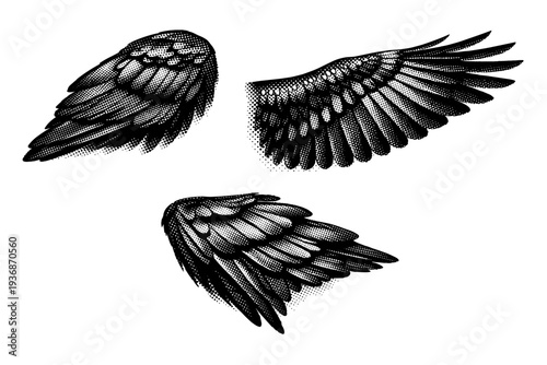 American crow wing anatomy, one American crow wing shown in three views including folded wing view, extended wing view, and angled perspective with realistic