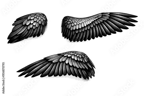 Scarlet macaw wing anatomy, one scarlet macaw wing shown in three views including folded wing view, extended wing view, and angled perspective with realistic