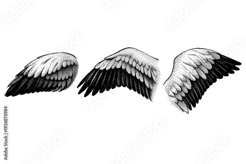 Greater flamingo wing A realistic greater flamingo wing shown in three views: folded wing side view, partially extended view, and angled perspective, focusing