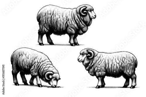 Merino Sheep ? adult merino sheep shown standing, grazing posture, and side profile views with dense wool texture and realistic body proportions. Black and