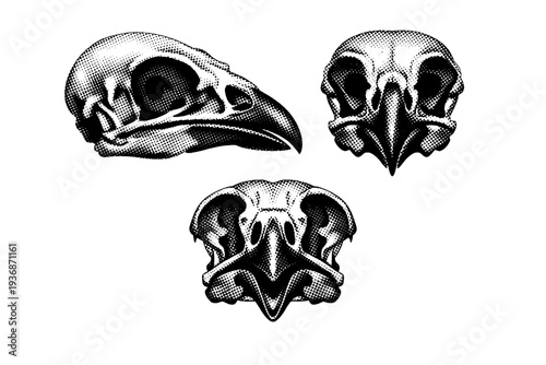 Domestic Chicken skull anatomically accurate domestic chicken skull with beak structure shown as an isolated object. Black and white dot style with halftone