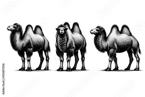 Bactrian camel full body A realistic Bactrian camel depicted as one object in three different standing positions emphasizing the double humps, legs, and body