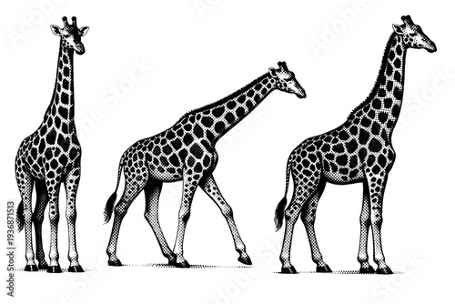 Masai Giraffe ? adult Masai giraffe shown standing upright, walking posture, and full side profile emphasizing tall proportions and long neck anatomy. Black
