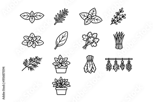 Herbs and aromatic plants. Line icon set of Herbs and aromatic plants: basil leaves, rosemary sprig, mint leaves, thyme branch, oregano leaves, sage leaf,