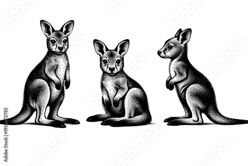 Red Kangaroo ? young red kangaroo juvenile shown standing, seated, and side profile views highlighting smaller proportions and softer body contours. Black and