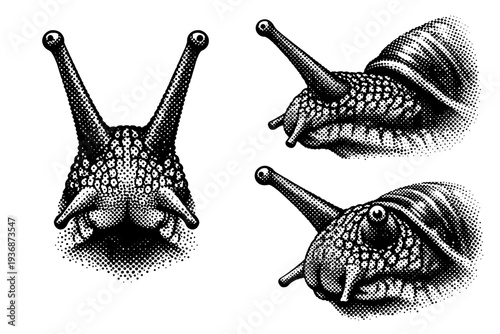 Garden snail head, detailed snail head with tentacles and eye stalks shown from front view, side profile, and angled close-up with accurate structure. Black