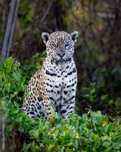Jaguar (Panthera onca) Portrait in the Pantanal Wetlands, Brazil – Powerful Wild Big Cat